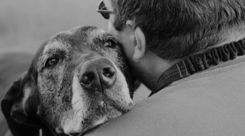 Una mirada llena de comprensión: ¿cómo los perros comparten nuestros sentimientos?