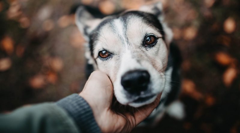 En un mundo lleno de engaños y mentiras, el perro es el único amigo que siempre dice la verdad