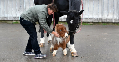 Conoce a Pumuckl, el caballo más pequeño del mundo que podrías llevar fácilmente en tus manos