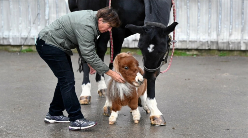 Conoce a Pumuckl, el caballo más pequeño del mundo que podrías llevar fácilmente en tus manos