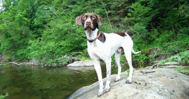 Conoce a Ruger, un perro adoptado que acompañó a su mejor amigo desde su primer día de escuela hasta la graduación