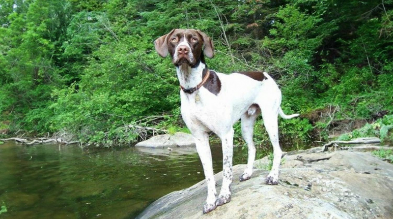 Conoce a Ruger, un perro adoptado que acompañó a su mejor amigo desde su primer día de escuela hasta la graduación