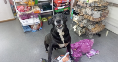 El Perro que Espera Pacientemente Cada Mañana para Ser el Primer Cliente de la Tienda de Mascotas