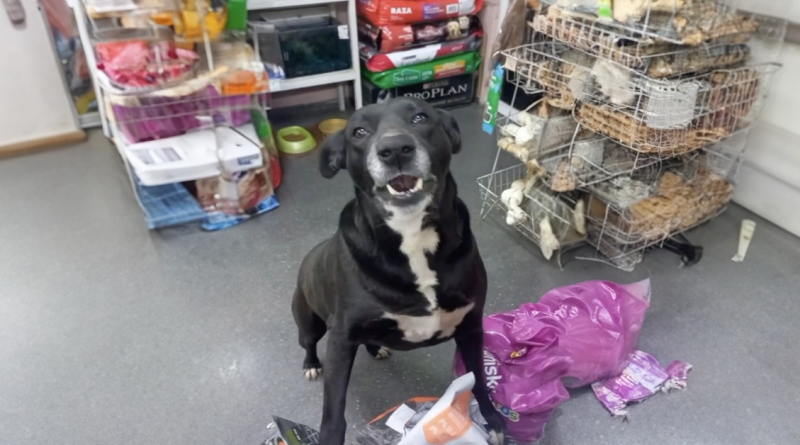 El Perro que Espera Pacientemente Cada Mañana para Ser el Primer Cliente de la Tienda de Mascotas