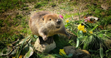 Tulip, la castora rescatada, encuentra amor y propósito como hermana mayor de la pequeña castora Petunia