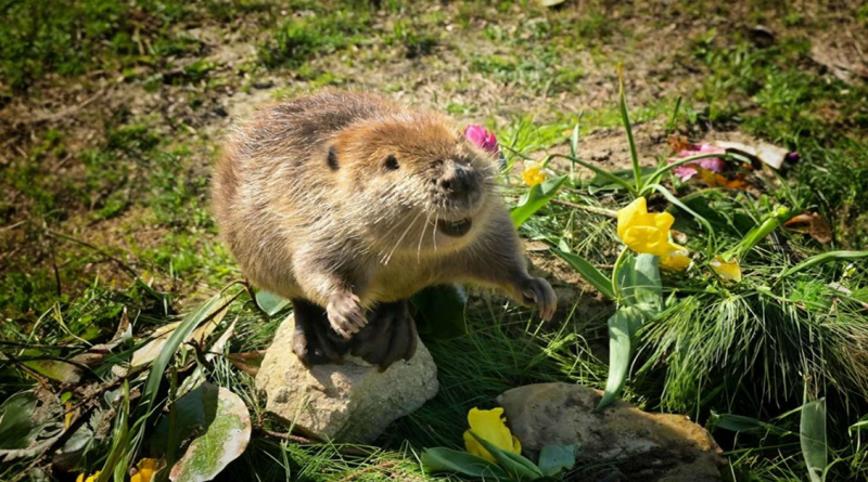 Tulip, la castora rescatada, encuentra amor y propósito como hermana mayor de la pequeña castora Petunia