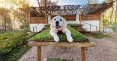 Ella es narcisista y está feliz por ello: esta perrita no va a ningún lado sin su atuendo