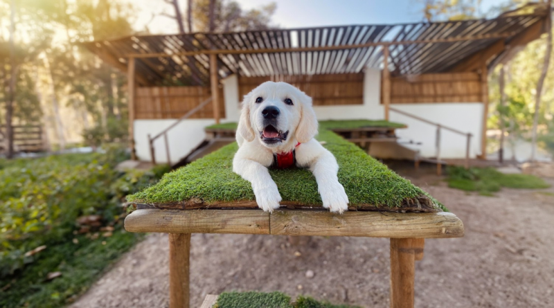 Ella es narcisista y está feliz por ello: esta perrita no va a ningún lado sin su atuendo