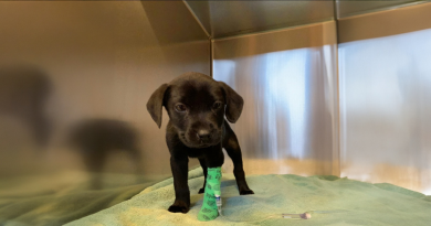 Un Hombre Sordo Adoptó a un Cachorro Sordo, y Su Conexión Es Realmente Especial