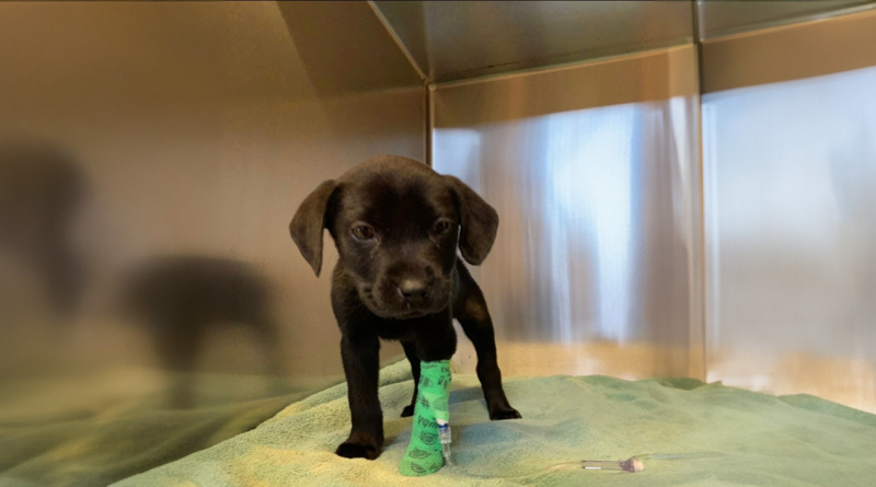 Un Hombre Sordo Adoptó a un Cachorro Sordo, y Su Conexión Es Realmente Especial