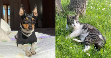 Mujer se sorprende al ver que su gato y su perro comienzan a cojear de repente