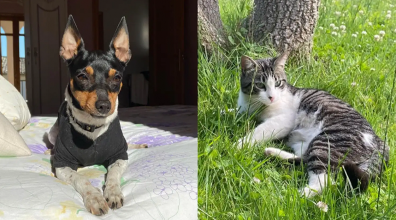 Mujer se sorprende al ver que su gato y su perro comienzan a cojear de repente