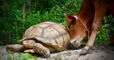 Conoce a Simón y Leonardo, un ternero discapacitado y una tortuga gigante que siempre están el uno para el otro