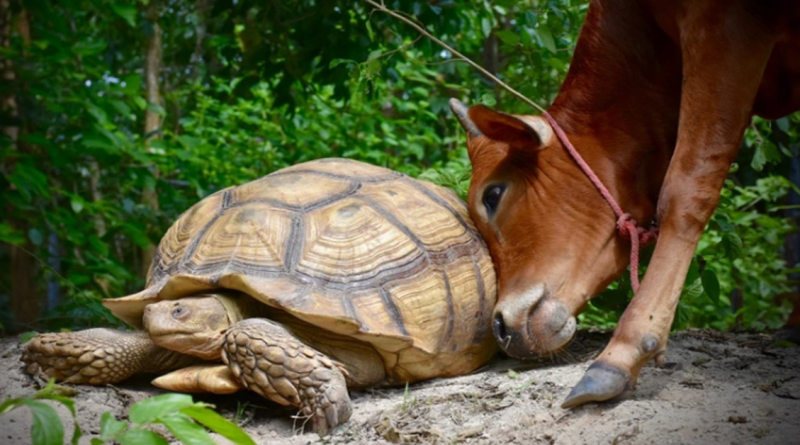 Conoce a Simón y Leonardo, un ternero discapacitado y una tortuga gigante que siempre están el uno para el otro