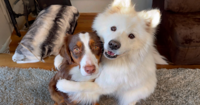 Una Historia de Dos Amigos Peludos que No Pueden Dejar de Abrazarse y Están Derritiendo los Corazones de Todos