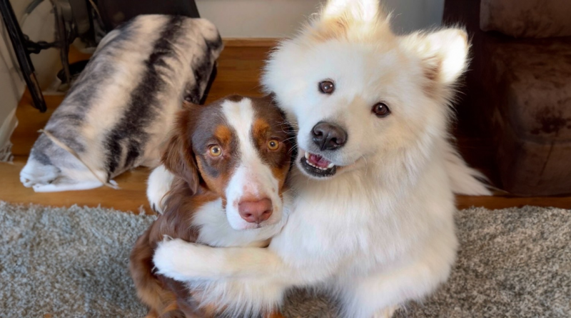 Una Historia de Dos Amigos Peludos que No Pueden Dejar de Abrazarse y Están Derritiendo los Corazones de Todos