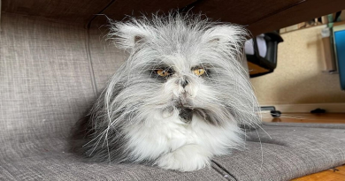 El más esponjoso de todos: este gato lobo está ganando corazones en todo el mundo