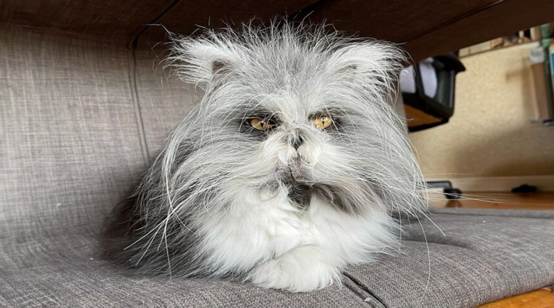 El más esponjoso de todos: este gato lobo está ganando corazones en todo el mundo