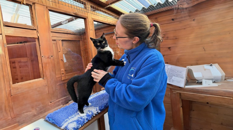 Este pueblo para gatos jubilados alberga a 17 gatos que viven sus días en pequeñas casitas