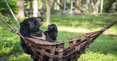 Oso rescatado con 3 patas se relaja en una hamaca a la misma hora todos los días