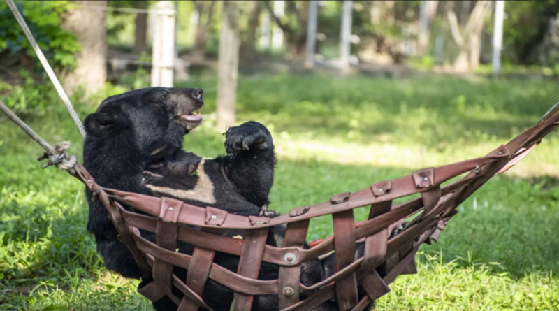 Oso rescatado con 3 patas se relaja en una hamaca a la misma hora todos los días