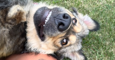 La familia va de campamento con un perro y se despierta con tres