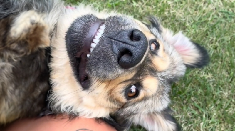 La familia va de campamento con un perro y se despierta con tres