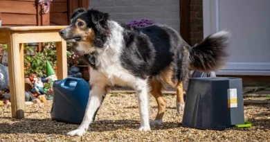 Ella No Tenía Idea de Que Su Perro Era Completamente Ciego – El Veterinario Declara Su Habilidad en Cursos de Obstáculos un ‘Misterio Médico’