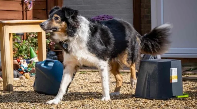 Ella No Tenía Idea de Que Su Perro Era Completamente Ciego – El Veterinario Declara Su Habilidad en Cursos de Obstáculos un ‘Misterio Médico’