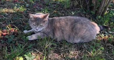 Gato Camina por Toda Francia hasta Su Antiguo Hogar y Se Reúne con Sus Dueños ‘Asombrados’ 13 Meses Después