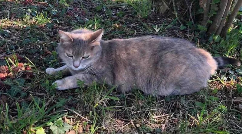 Gato Camina por Toda Francia hasta Su Antiguo Hogar y Se Reúne con Sus Dueños ‘Asombrados’ 13 Meses Después