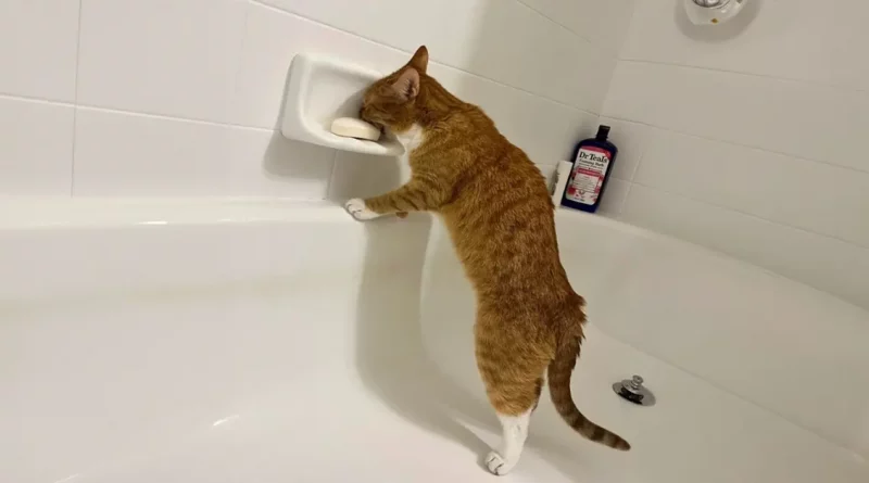 Este gato decidió probar el sabor del jabón, y su reacción no tiene precio