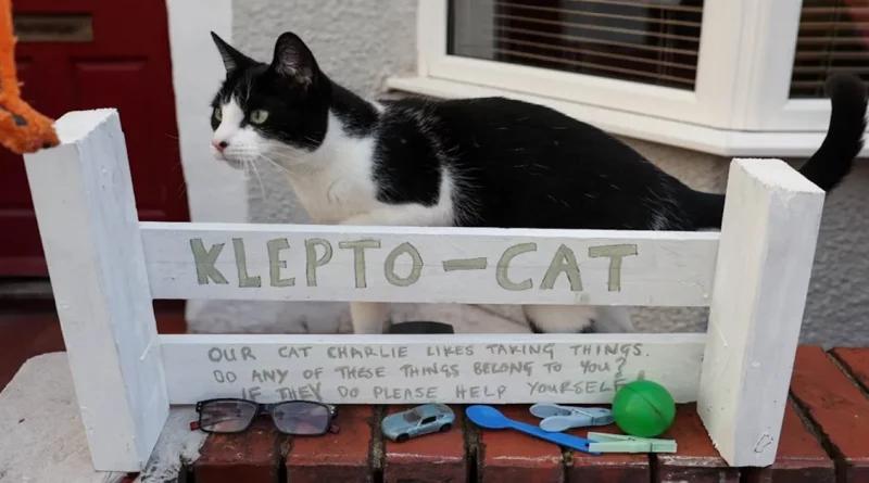 El Gato que Roba Tantas Cosas de sus Vecinos en el Reino Unido, que Ha Creado una Caja de Recuperación de Objetos para que Puedan Ser Reclamados