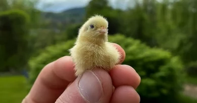 Un Granjero Grabó el Adorable Momento en el que sus Codornices Recién Nacidas Causaron una Mini Estampida en su Hogar