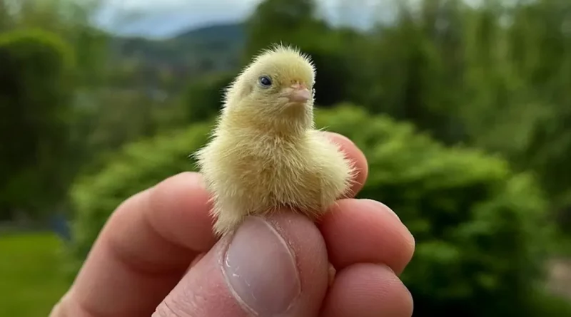 Un Granjero Grabó el Adorable Momento en el que sus Codornices Recién Nacidas Causaron una Mini Estampida en su Hogar