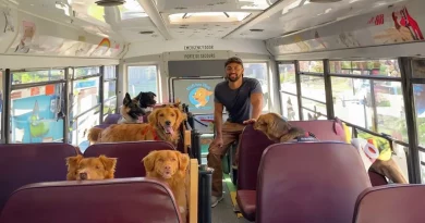 Un hombre convierte un autobús escolar en un paraíso de aventuras diarias para perros