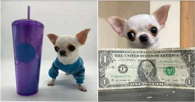 Chihuahua un Poco Más Alto que una Taza de Té es Nombrado el Perro Más Pequeño del Mundo