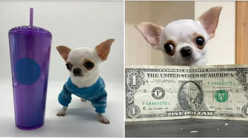 Chihuahua un Poco Más Alto que una Taza de Té es Nombrado el Perro Más Pequeño del Mundo