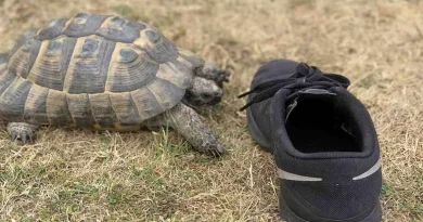 ¡Este Tortuga Ataca a Todos los Zapatos Negros que se Acercan a Él – OBSERVA para Reírte!