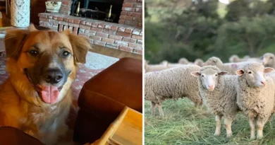 Perro Lanzado Desde un Coche en un Accidente Es Hallado Guiando Ovejas en una Granja Cercana