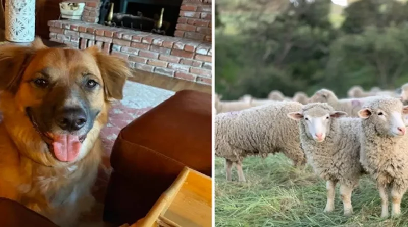 Perro Lanzado Desde un Coche en un Accidente Es Hallado Guiando Ovejas en una Granja Cercana