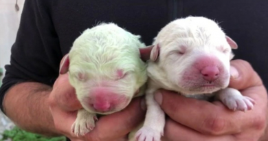 Conoce a Pistachio, un cachorro verde que nació en Italia hace dos años