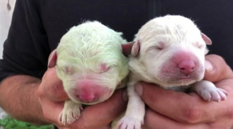 Conoce a Pistachio, un cachorro verde que nació en Italia hace dos años