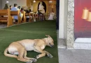 Un Perro Callejero Interrumpe la Boda de una Pareja – y Se Convierte en Parte de Su Nueva Familia