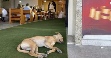 Un Perro Callejero Interrumpe la Boda de una Pareja – y Se Convierte en Parte de Su Nueva Familia