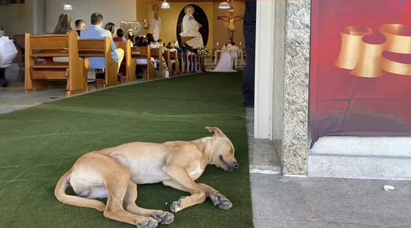 Un Perro Callejero Interrumpe la Boda de una Pareja – y Se Convierte en Parte de Su Nueva Familia