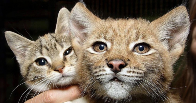 Un gato se hizo amigo de un lince salvaje en un zoológico, ¡y ahora son inseparables desde hace 12 años!