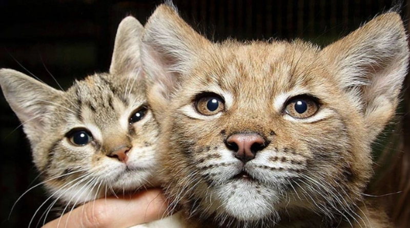 Un gato se hizo amigo de un lince salvaje en un zoológico, ¡y ahora son inseparables desde hace 12 años!