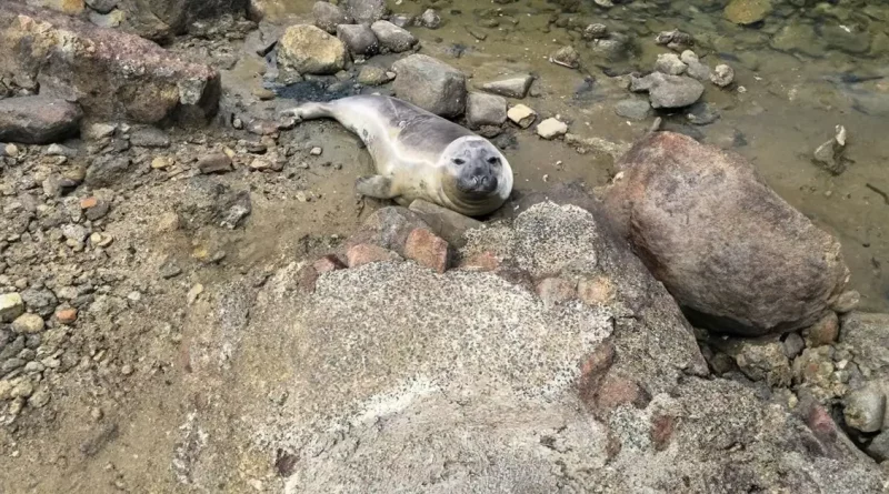 Niel, la foca que aterroriza un pequeño pueblo de Tasmania y conquista internet