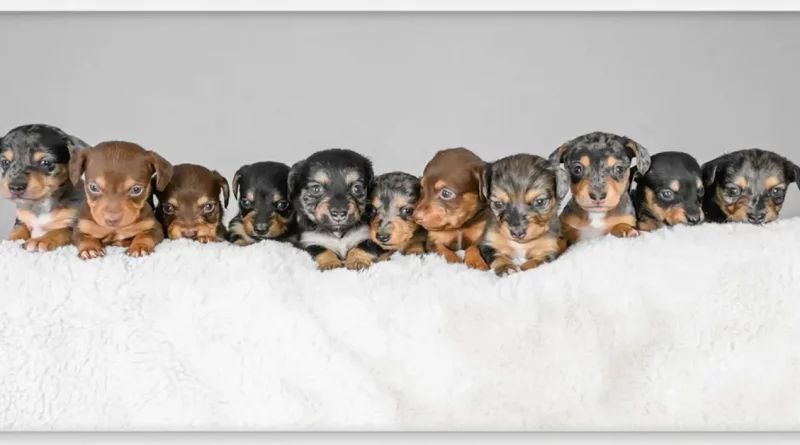 Una Perra Salchicha Da a Luz Tantos Cachorros que Podría Ser un Récord Mundial: ‘Es una Mamá Genial’